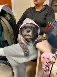 Lost Female Dog last seen 125th street station, 4,5,6 line, New York, NY 10027