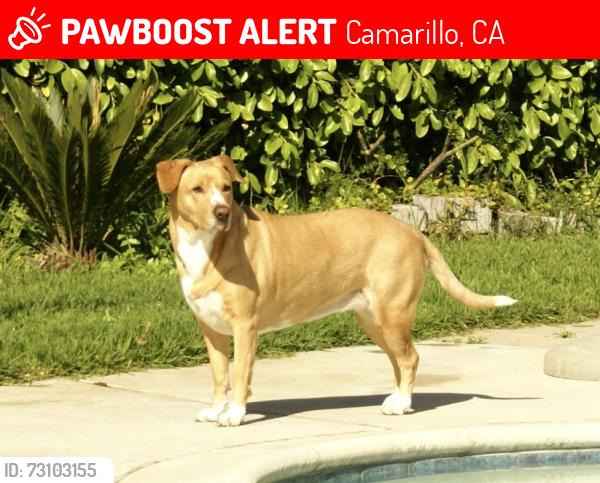 Lost Female Dog last seen Camarillo Heights, Camarillo, CA 93010