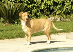 Lost Female Dog last seen Camarillo Heights, Camarillo, CA 93010