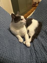 Lost Male Dog last seen Coleridge Road, Cambridgeshire, England 