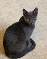 Lost Female Cat last seen Brians Way 3 way corner, Wayne, PA 19087