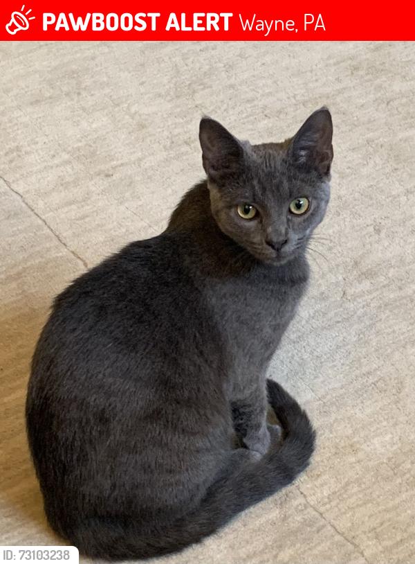 Lost Female Cat last seen Brians Way 3 way corner, Wayne, PA 19087
