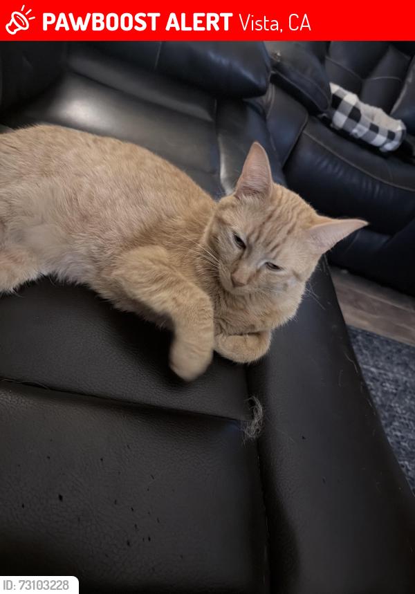 Lost Male Cat last seen Crestview drive, Vista, CA 92081