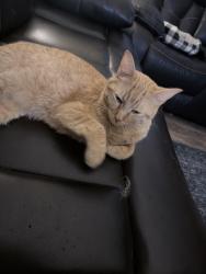 Lost Male Cat last seen Crestview drive, Vista, CA 92081