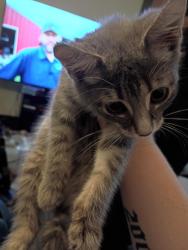 Found/Stray Male Cat last seen Sherman park, Chillicothe, OH 45601