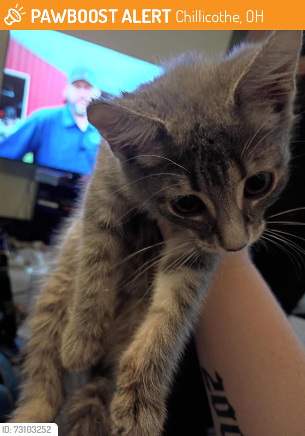 Found/Stray Male Cat last seen Sherman park, Chillicothe, OH 45601