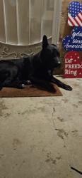 Found/Stray Male Dog last seen 223rd Street and McHelen, Carson, CA 90810