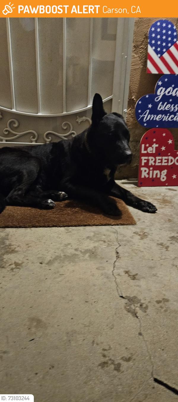 Found/Stray Male Dog last seen 223rd Street and McHelen, Carson, CA 90810