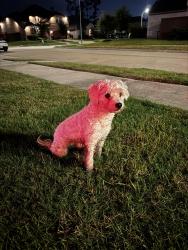 Found/Stray Female Dog last seen Balmoral Bay Dr., Humble, TX 77396