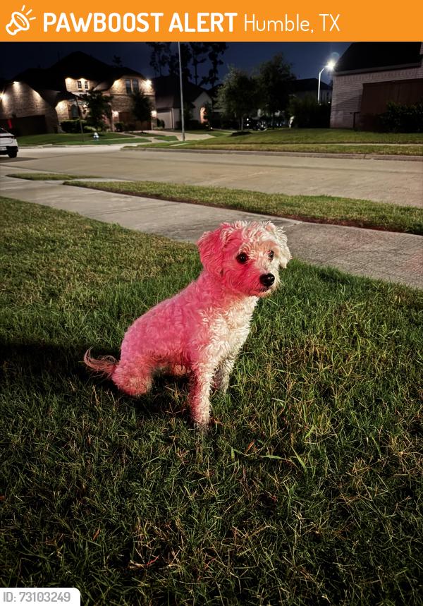 Found/Stray Female Dog last seen Balmoral Bay Dr., Humble, TX 77396