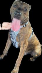 Lost Male Dog last seen Rugg st and Elizabetj, Cincinnati, OH 45231