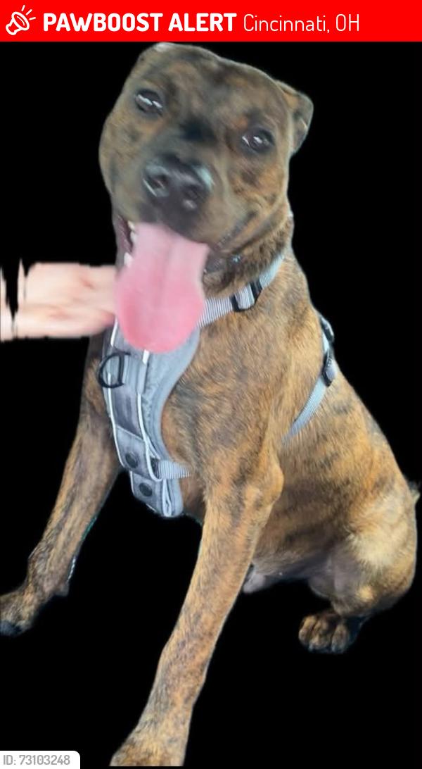 Lost Male Dog last seen Rugg st and Elizabetj, Cincinnati, OH 45231