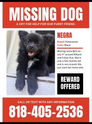 Lost Female Dog last seen Willard st and Fulton ave, Los Angeles, CA 91605