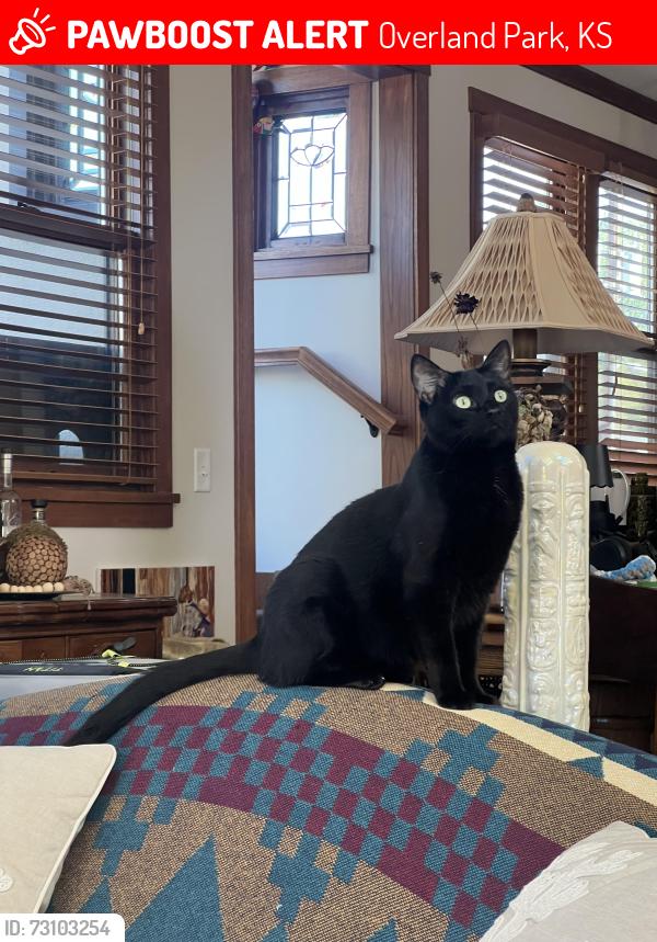 Lost Female Cat last seen Near Glenwood St Overland Park, KS 66212 United States, Overland Park, KS 66212
