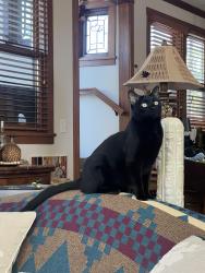 Lost Female Cat last seen Near Glenwood St Overland Park, KS 66212 United States, Overland Park, KS 66212