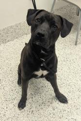 Shelter Stray Male Dog last seen Near joseph e boone blvd nw, Atlanta, GA, 1251 Fulton Industrial Blvd NW, Atlanta, GA 30336, USA