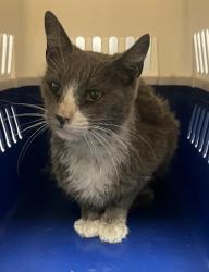 Shelter Stray Female Cat last seen Golden State Blvd & S Willow Ave, Fresno Zone Fresno CO 1A 93725, CA, 1510 W Dan Ronquillo Dr, Fresno, CA 93706, USA