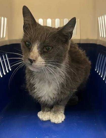 Shelter Stray Female Cat last seen Golden State Blvd & S Willow Ave, Fresno Zone Fresno CO 1A 93725, CA, 1510 W Dan Ronquillo Dr, Fresno, CA 93706, USA
