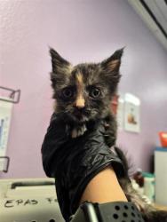 Shelter Stray Female Cat last seen Near alameda, Socorro, TX, 5001 Fred Wilson Ave, El Paso, TX 79906, USA