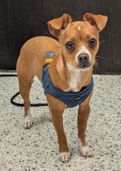 Shelter Stray Female Dog last seen Near Sylvan Road, Atlanta, GA, 1251 Fulton Industrial Blvd NW, Atlanta, GA 30336, USA