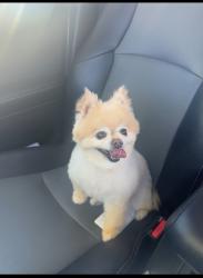 Lost Female Dog last seen Bella Vista and Gantzel, San Tan Valley, AZ 85143