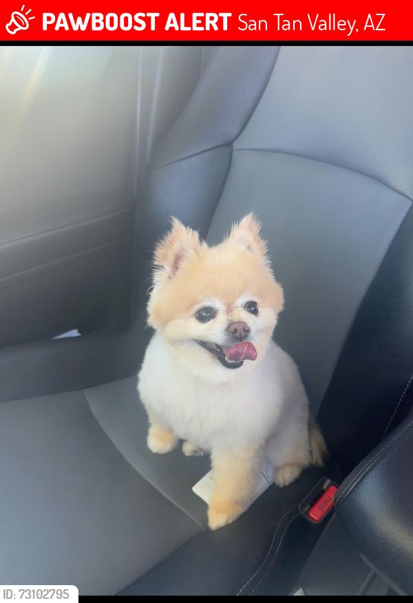 Lost Female Dog last seen Bella Vista and Gantzel, San Tan Valley, AZ 85143