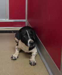 Shelter Stray Male Dog last seen Near Beardsley Rd 29673, Anderson County, SC, 1320 US-29, Anderson, SC 29626, USA