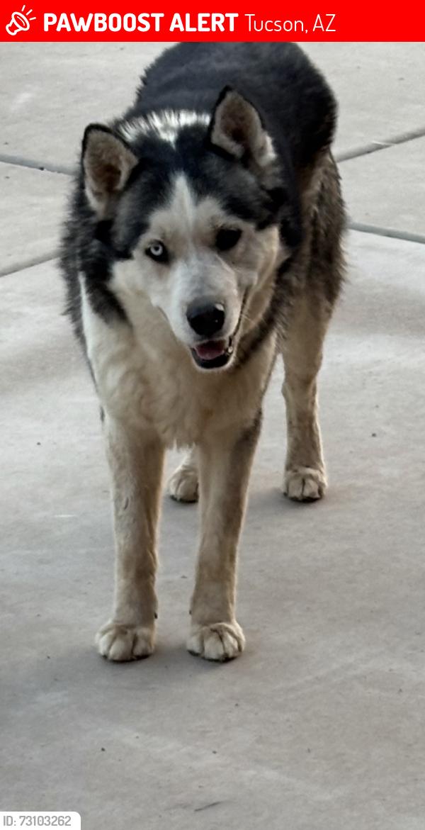 Lost Male Cat last seen Reid Park Tucson Az, Tucson, AZ 85716