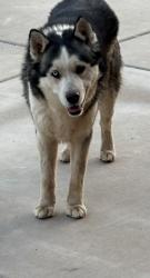 Lost Male Cat last seen Reid Park Tucson Az, Tucson, AZ 85716