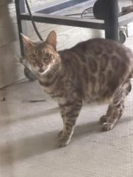 Found/Stray Unknown Cat last seen Lockhill Selma, Shavano Park, TX 78231