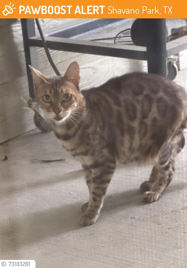 Found/Stray Unknown Cat last seen Lockhill Selma, Shavano Park, TX 78231
