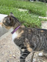 Found/Stray Unknown Cat last seen Near Borbeck Avenue, Philadelphia, PA 19111