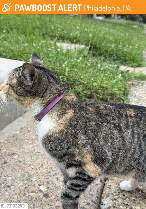 Found/Stray Unknown Cat last seen Near Borbeck Avenue, Philadelphia, PA 19111