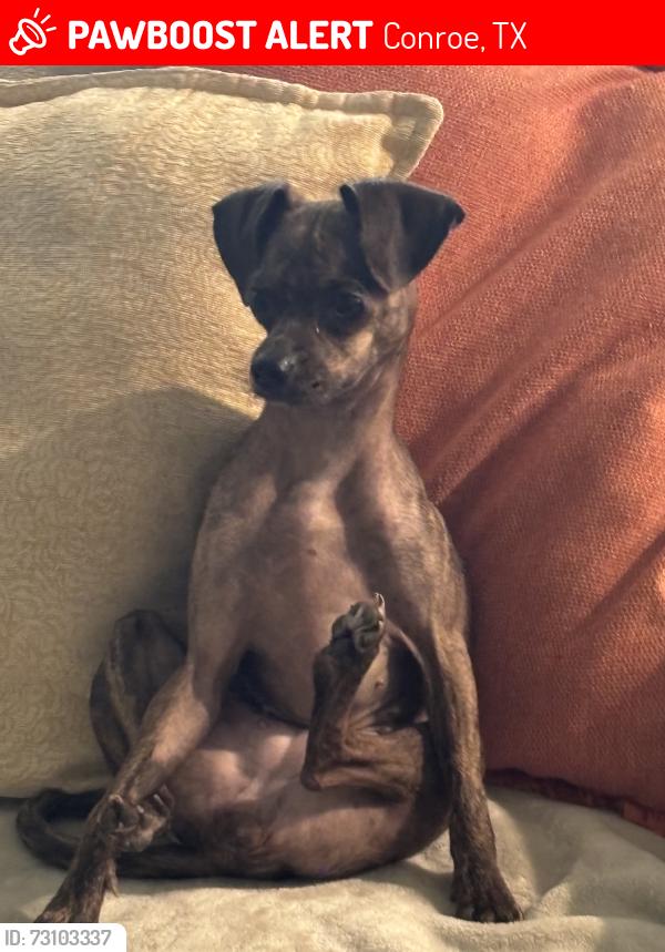 Lost Female Dog last seen Blair bridge, Conroe, TX 77385