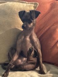 Lost Female Dog last seen Blair bridge, Conroe, TX 77385