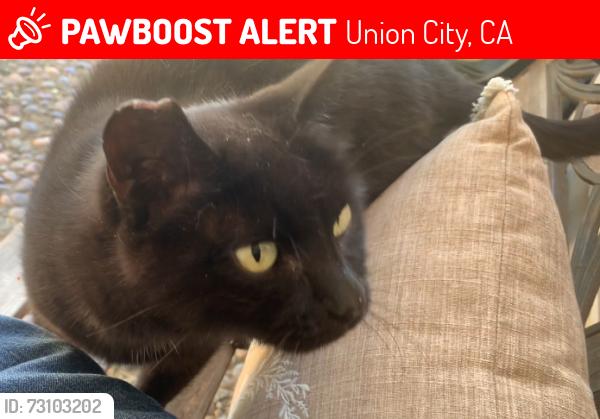 Lost Male Cat last seen Whipple Road, 00 Liqours, Union City, CA 94587