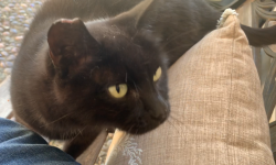 Lost Male Cat last seen Whipple Road, 00 Liqours, Union City, CA 94587