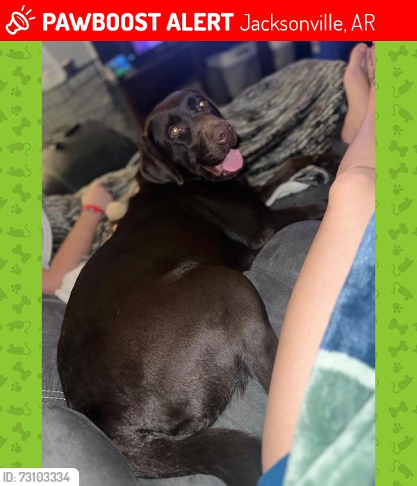 Lost Female Dog last seen Hwy 107 by Airbase, Jacksonville, AR 72076