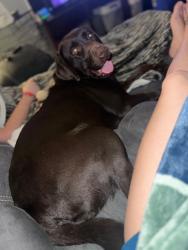 Lost Female Dog last seen Hwy 107 by Airbase, Jacksonville, AR 72076