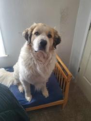 Lost Male Dog last seen Near north loop river road tx, Amarillo, TX 79107