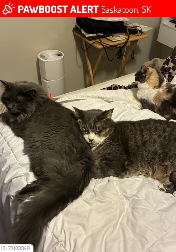 Lost Male Cat last seen Ginger lofts, Saskatoon, SK 