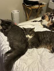 Lost Male Cat last seen Ginger lofts, Saskatoon, SK 
