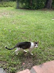 Lost Male Cat last seen Magnolia bend, Conroe, TX 77302
