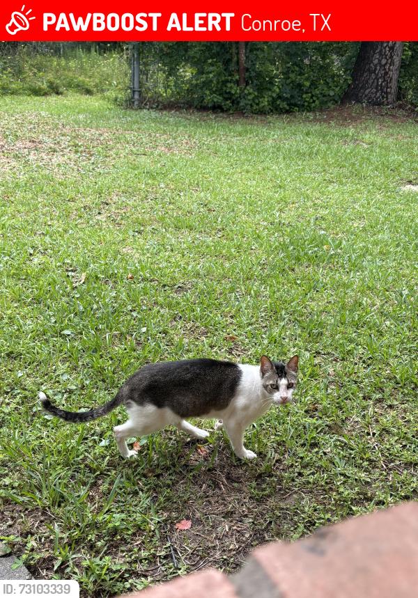 Lost Male Cat last seen Magnolia bend, Conroe, TX 77302