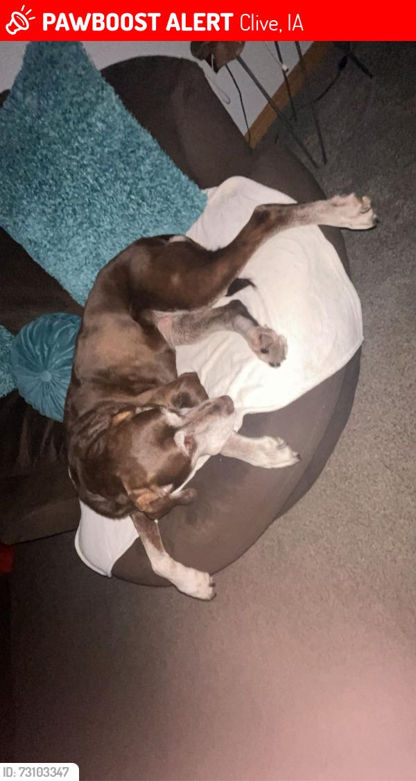 Lost Female Dog last seen Green belt park, Clive, IA 50266