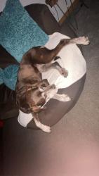 Lost Female Dog last seen Green belt park, Clive, IA 50266