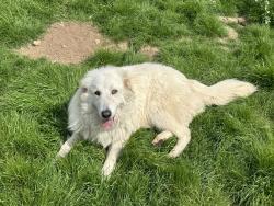 Reunited Female Dog last seen Adams & Alta, Reedley, CA 93654