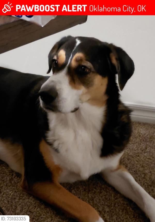 Lost Female Dog last seen SW 137TH CT, Oklahoma City, OK 73170