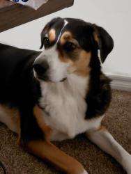 Lost Female Dog last seen SW 137TH CT, Oklahoma City, OK 73170