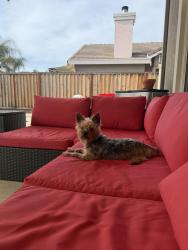 Lost Female Dog last seen Anderson lane Brentwood Ca, Brentwood, CA 94561